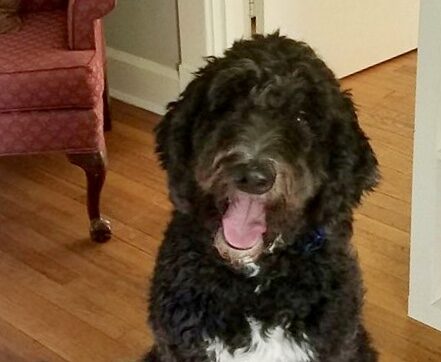 Sheepadoodle Pimm