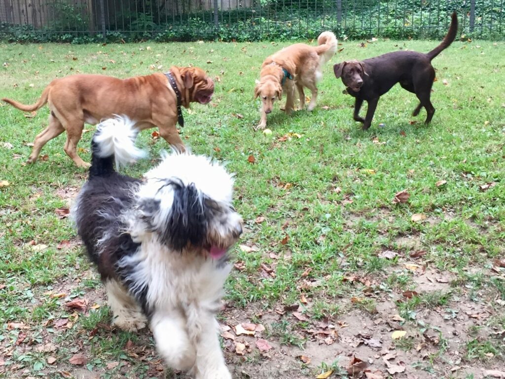 A group of beautiful looking dogs playing