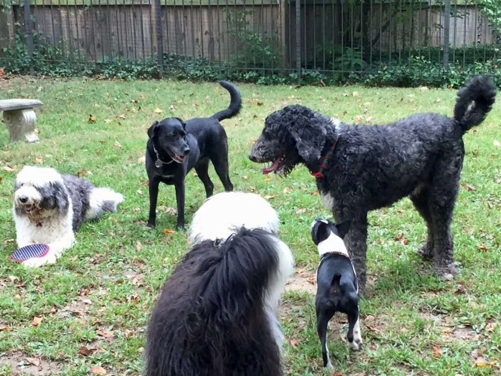 A group of dogs hanging out in the garden