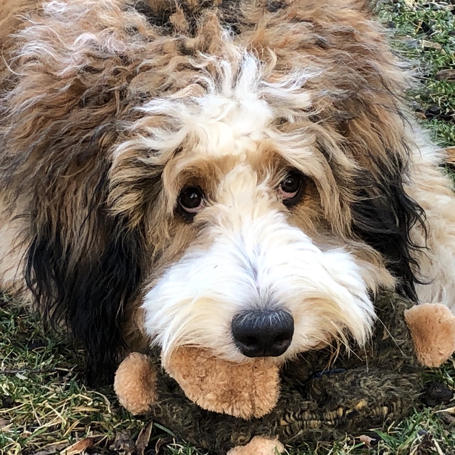 Callie Bernedoodle