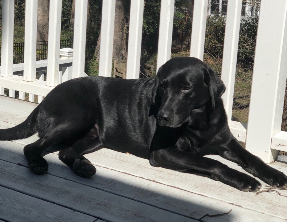 Labrador Retriever Spike