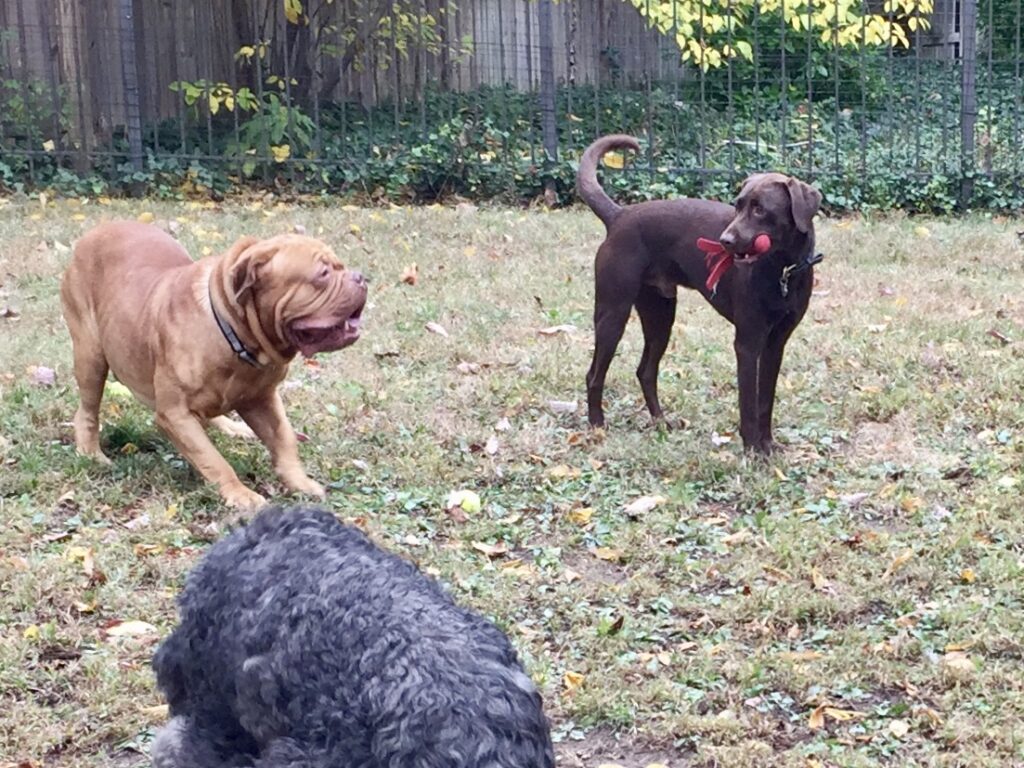 Two dogs playing in the garden