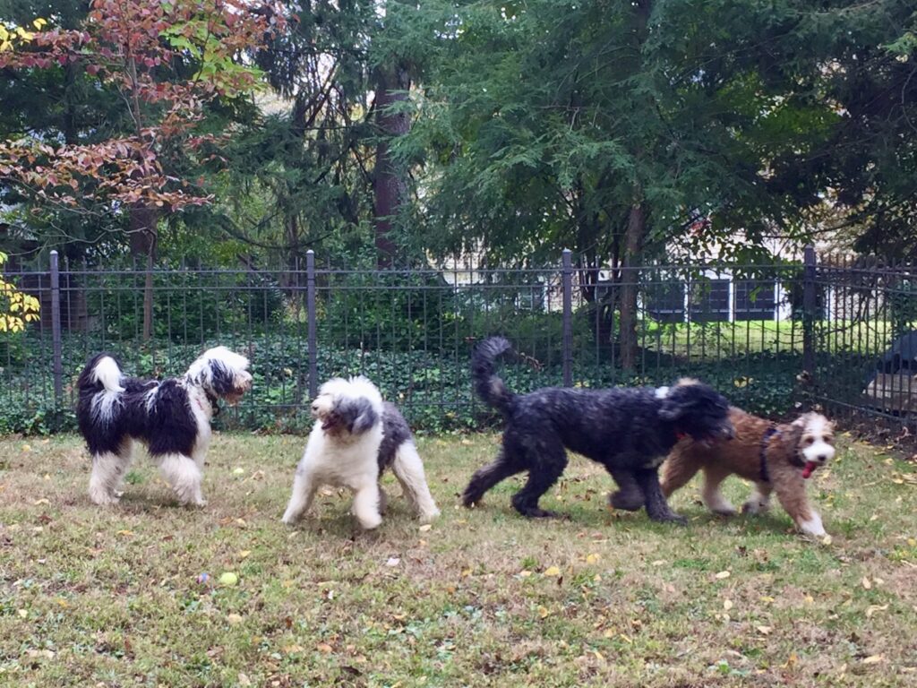 A group of furry dogs playing in the garden