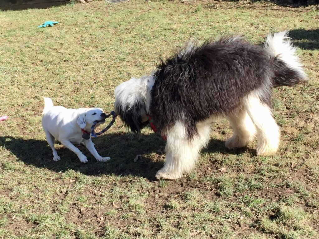 A large dog playing with a small dog