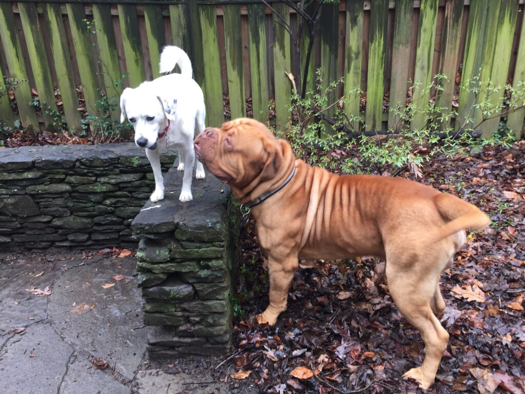 A dog looking at a white color dog