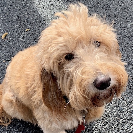 Mini Golden Doodle Murphy