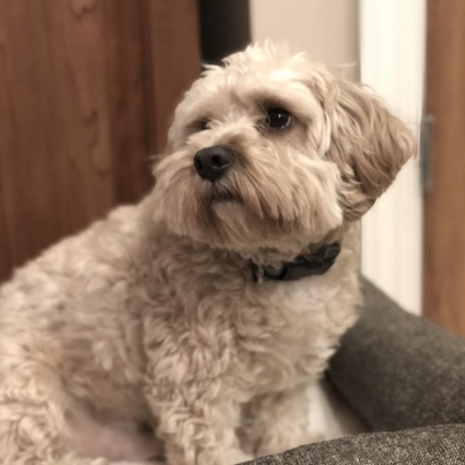 Buster Cavapoo