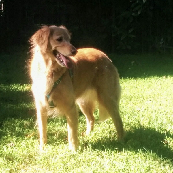 Goldilocks Skipper