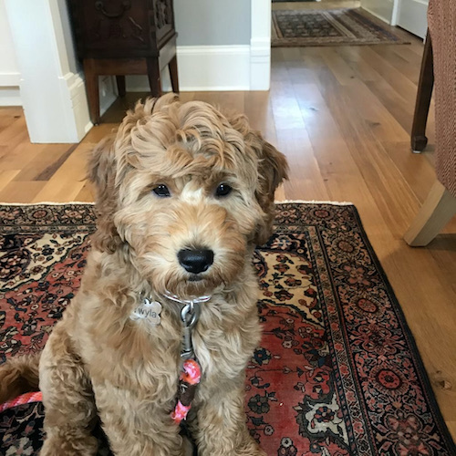 Mini Golden Doodle Twyla