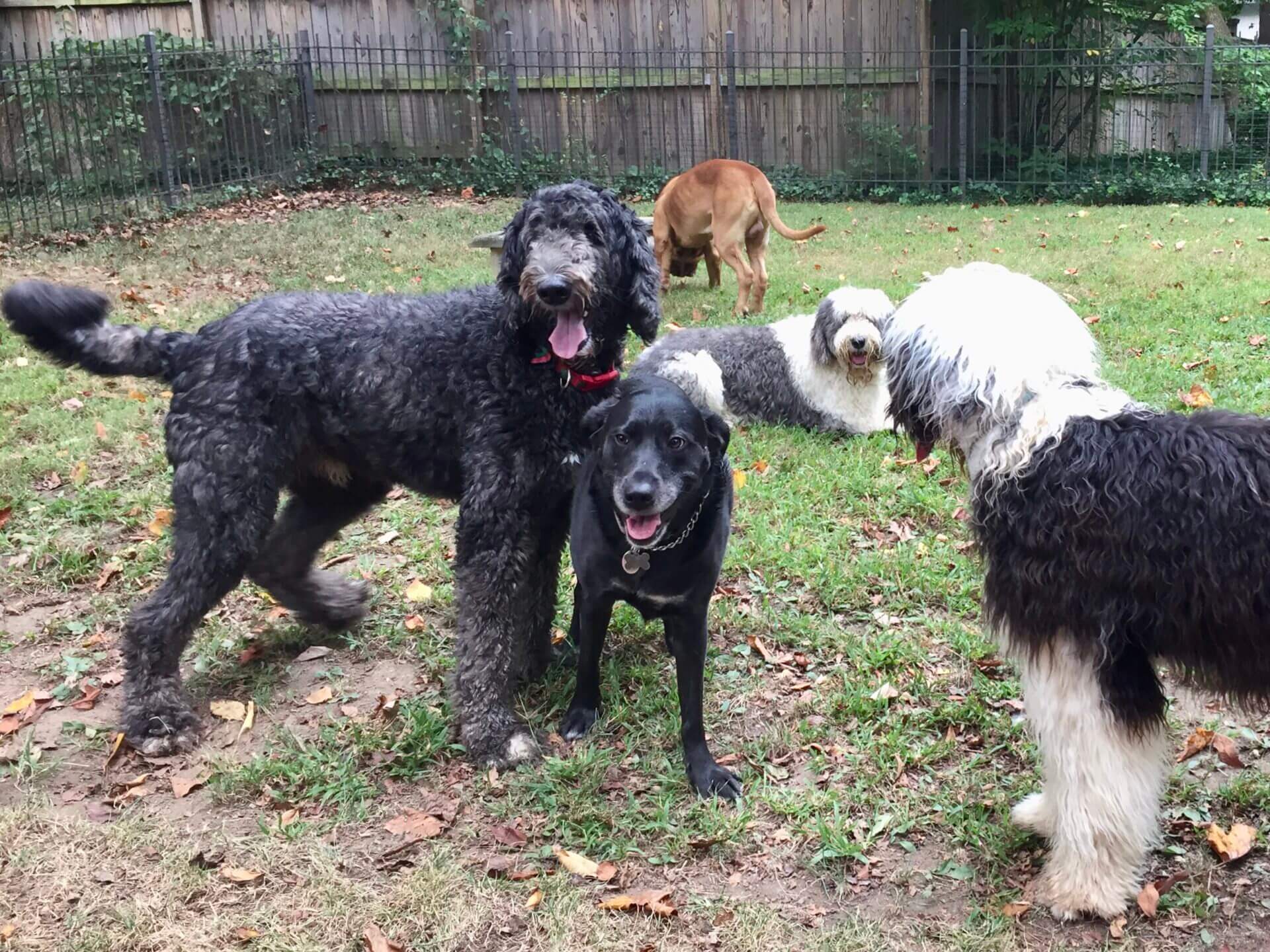 Cute little furry dogs playing in the garden