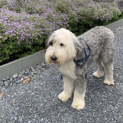 Small Old English Sheepdog with white fur