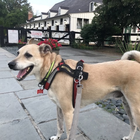 A therapy dog on the leash walking