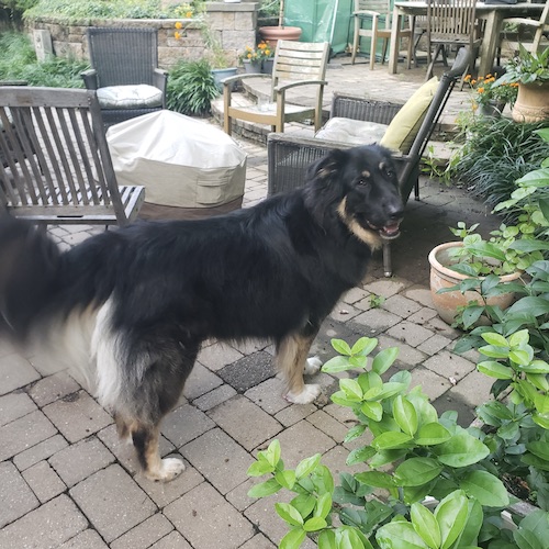 A black colored dog standing in the garden