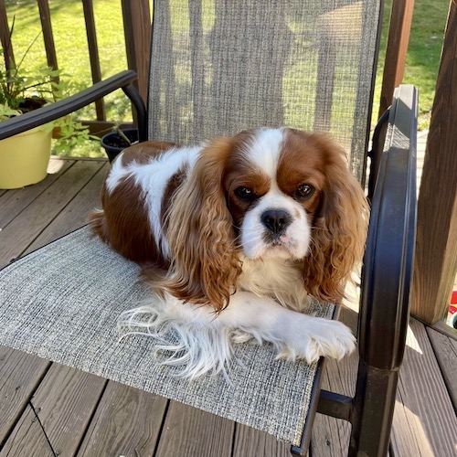 A white and brown colored dog sitting on the chair