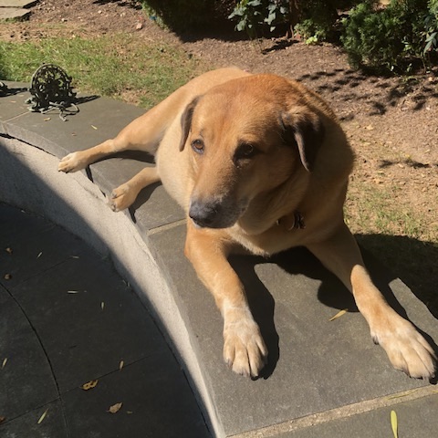 A brown-colored dog sitting on the wall