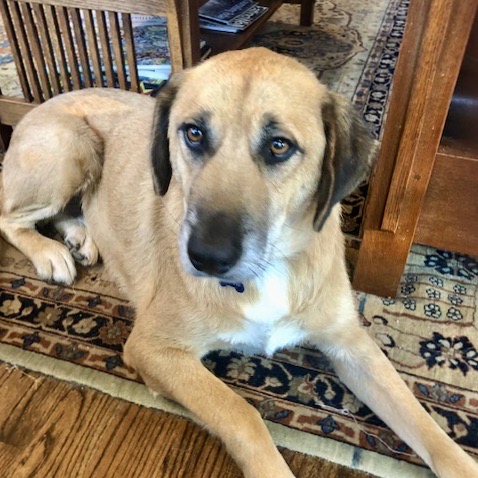 A light brown colored dog sitting on the carpet